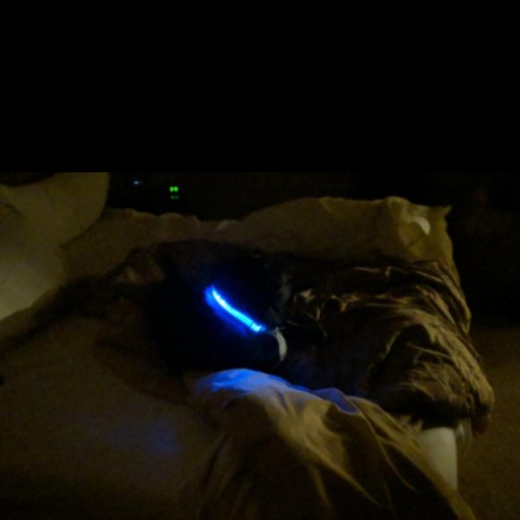 πHost Pickπ (OFFERS WELCOME) HALO Dog Collar - Picture 6 of 9